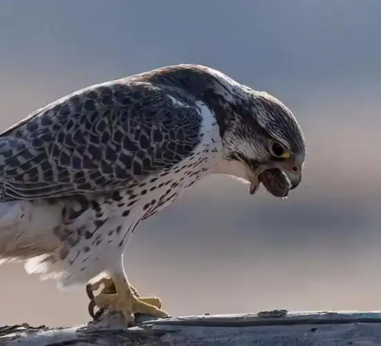 回顾老鹰王的遗憾18岁驯过一只神鹰却被同村农妇生生剪掉鹰喙