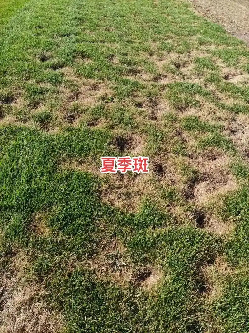 夏季斑枯病(夏季斑) 特征:发病草坪最初出现环形的,生长较慢 - 抖音