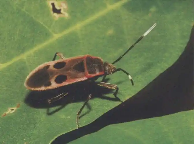 小斑红蝽