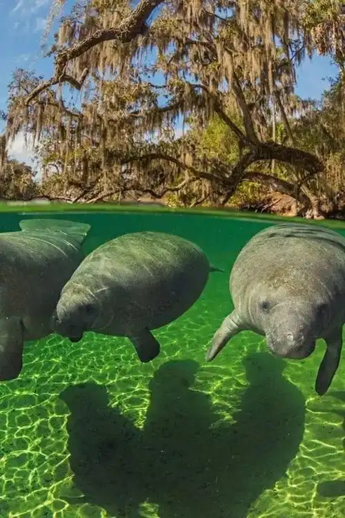 白士祥为您呈现"我爱大自然"之329 : 海牛