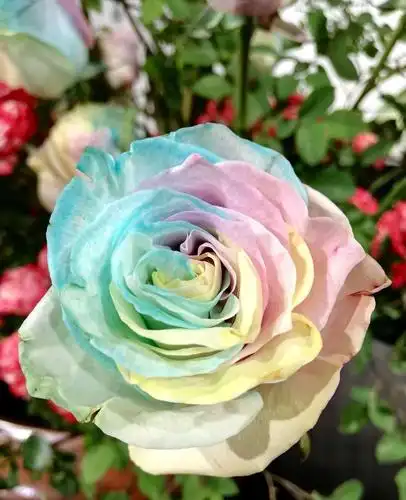 2019年4月29日畅游郭庄赏第七届精品月季花展.