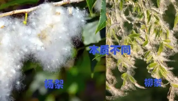 杨絮和柳絮的区别:本质区别,传播距离不同,出现时间不同,蜜腺不同