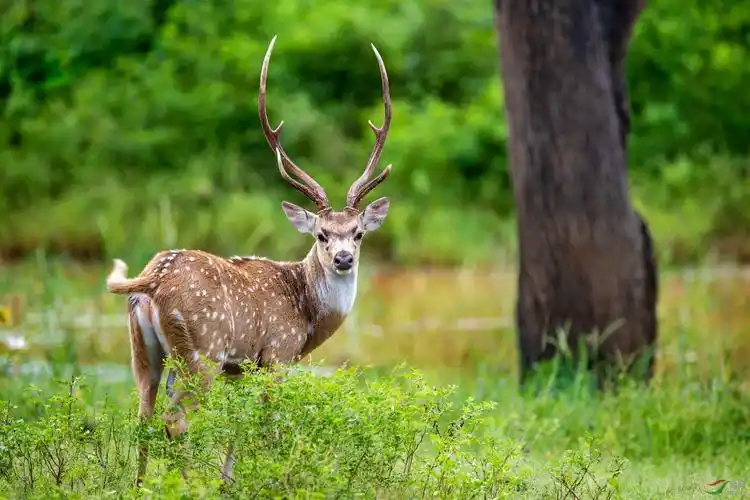呦呦鹿鸣给各位老师拜年