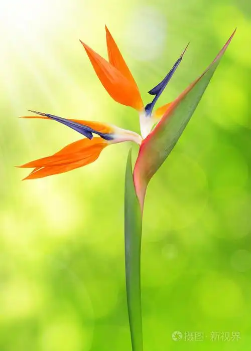 天堂鸟花(天堂鸟花适合家里养吗)