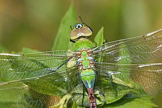 绿蜻蜓图片