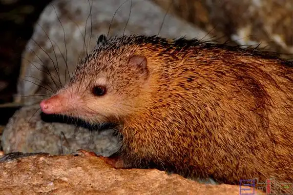 温顺哺乳动物百科图片_品种大全_饲养繁殖_雌雄鉴别_sbike