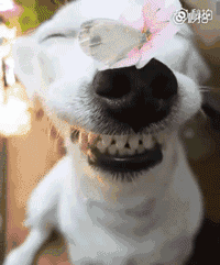 每日一笑, 天呐,你可能还没有一只狗笑的好看