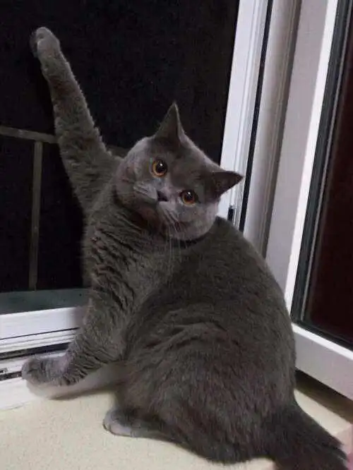 家养帅气蓝猫成年了,希望约一个,给猫小尝都可以!