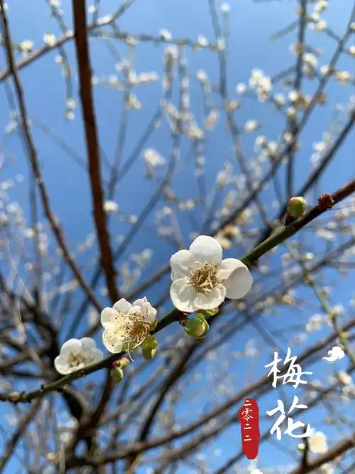 快来今年最美梅花等你去欣赏