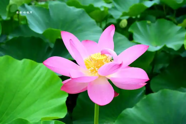 荷花伴睡莲和高山流水的故事