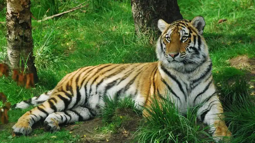 老虎,森林之王,草地,树林,老虎桌面壁纸_动物壁纸_墨鱼部落格