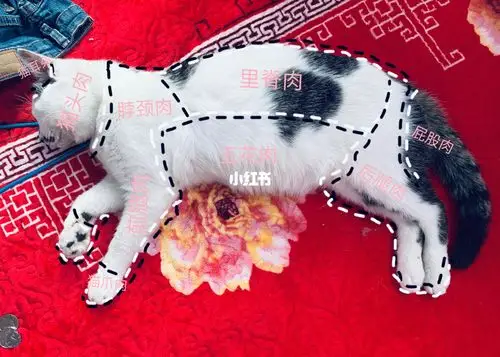 猫肉怎么炖好吃