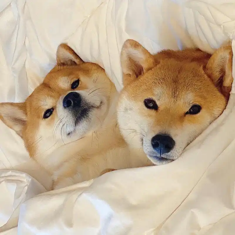 2021最新微信头像|背景图 可爱的柴犬又来啦,这次是来了两只哟 哈哈哈