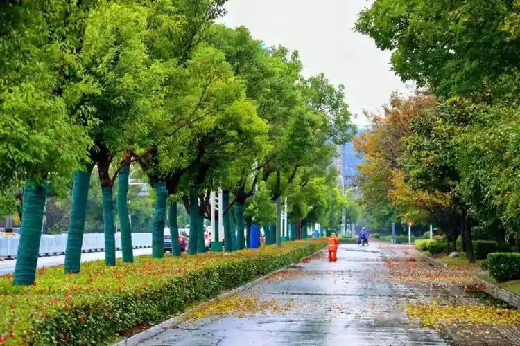 寻找邳州十大最美行道树就差你一票