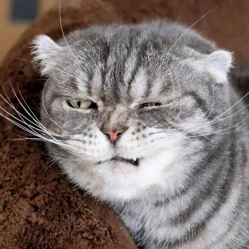 超奶凶的折耳猫咪:人家超凶的呢,喵呜 zt