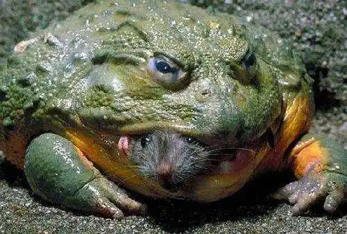 十大恶心动物, 看了不想吃饭, 慎重点击