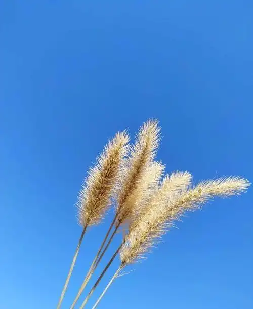 干净走心的文艺句子,意境绝美,醉人醉心!