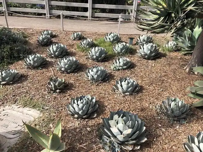 在洛杉矶街边看到的超大多肉