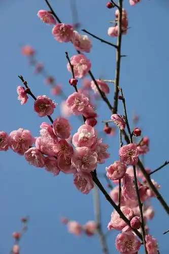 风景花草照18.11.12整理 一>