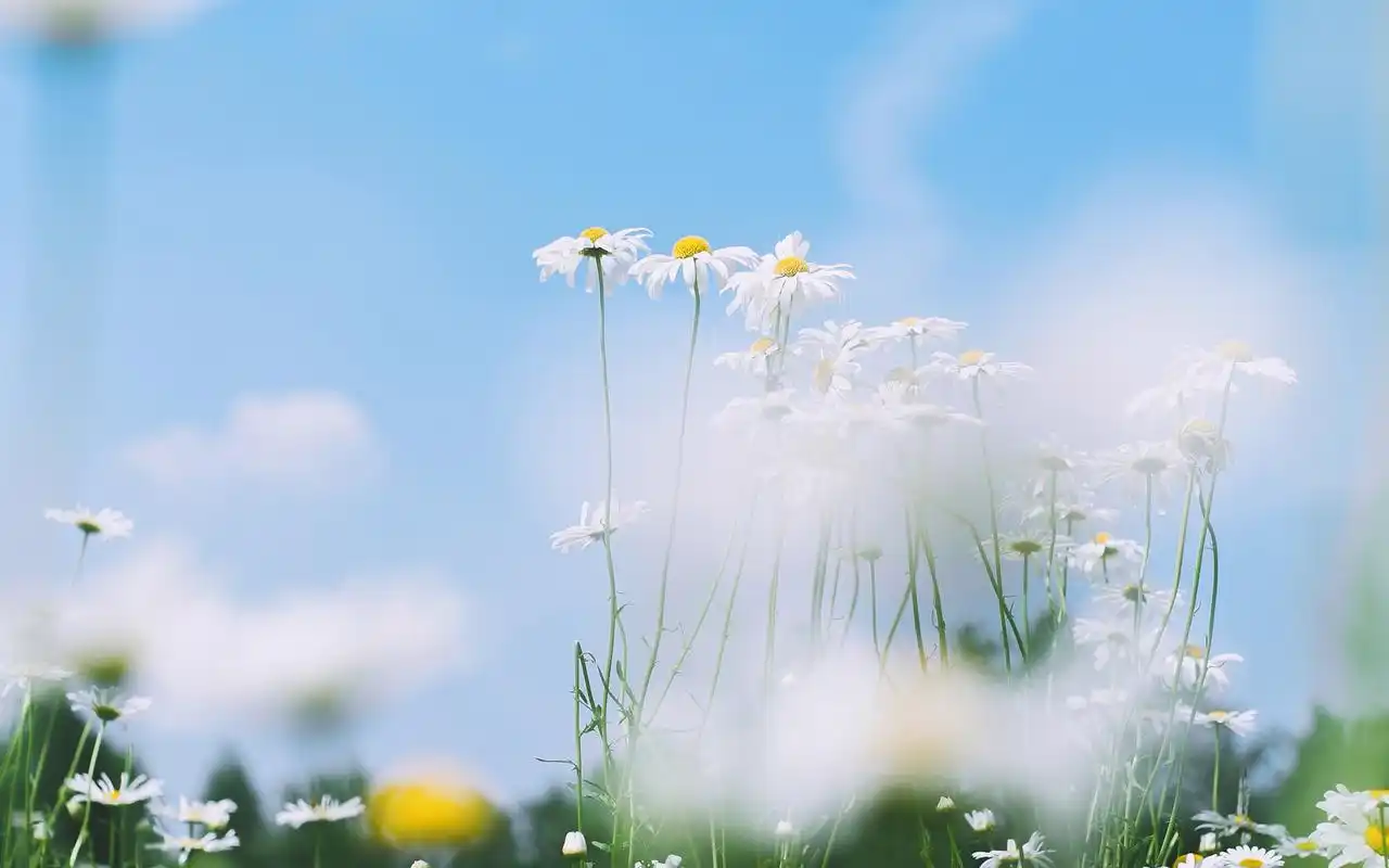 小清新唯美花卉植物图片壁纸