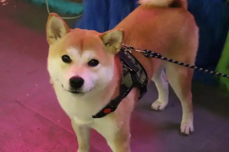 为什么我的柴犬这么可爱