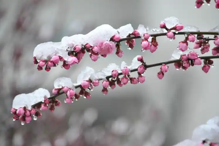 人间四月芬芳菲, 梅花盛开正此时, 瞬降雪花落梅枝, 小鸟戏雪又戏梅.