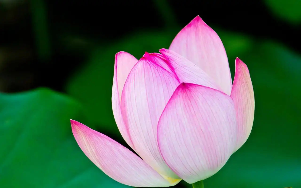 唯美清新植物荷花摄影高清桌面壁纸图片下载高清大图预览1920x1200