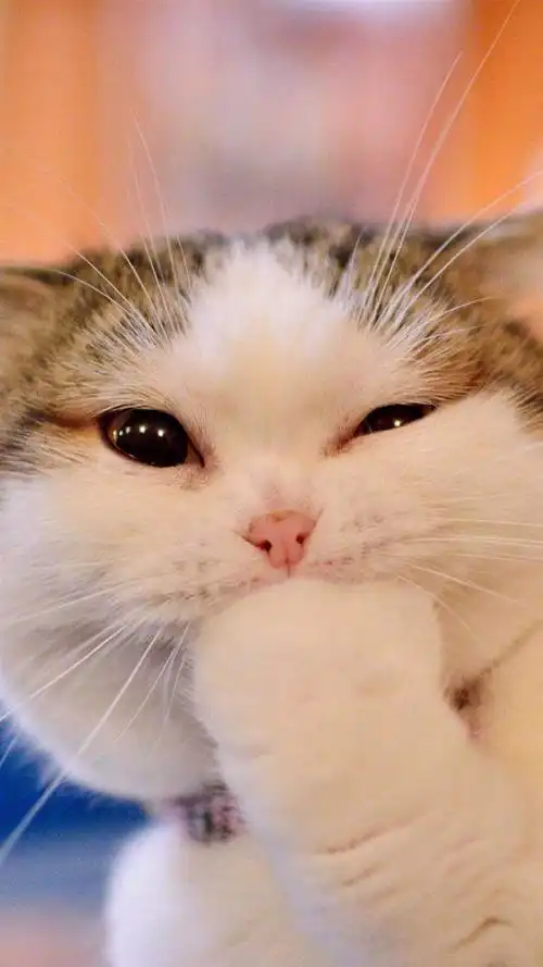 手机壁纸精选第14期12张可爱的猫咪壁纸冬日撸猫必备第三弹