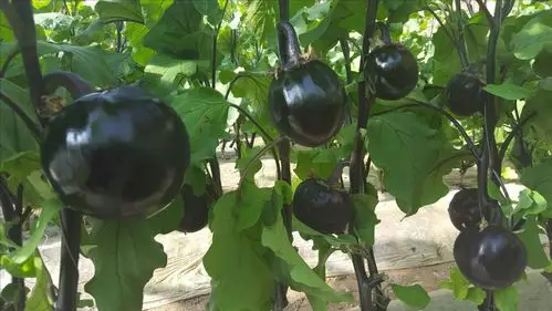 丰亿农业技术有限责任公司茄子品种展示