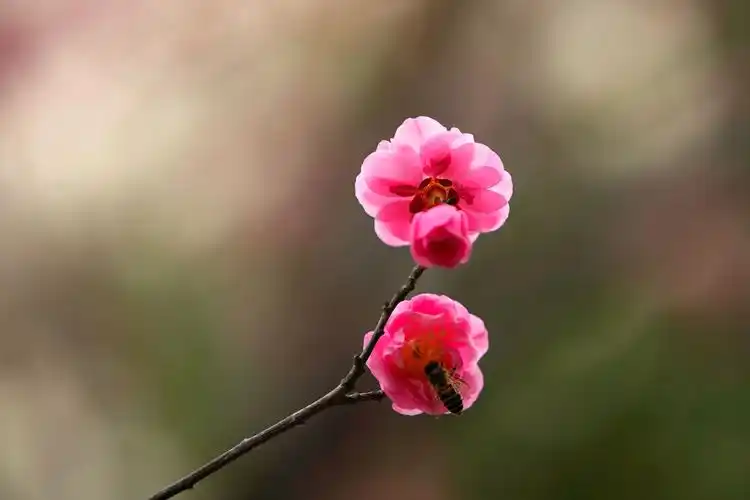 春暖花开满园红(2021)