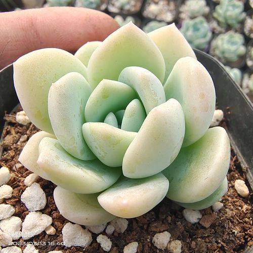 雪媚娘多肉植物绿野仙踪春季秋季冬季阳台庭院家庭办公园艺绿植