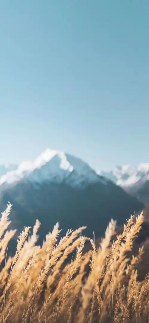 壁纸 风景 1080_2337 竖版 竖屏 手机