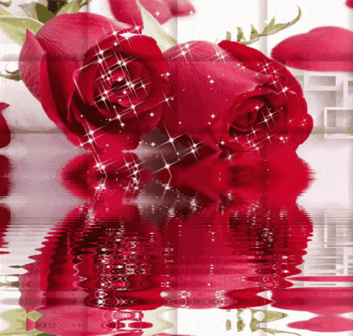 绝美动态玫瑰倒影花册(太绝美了!