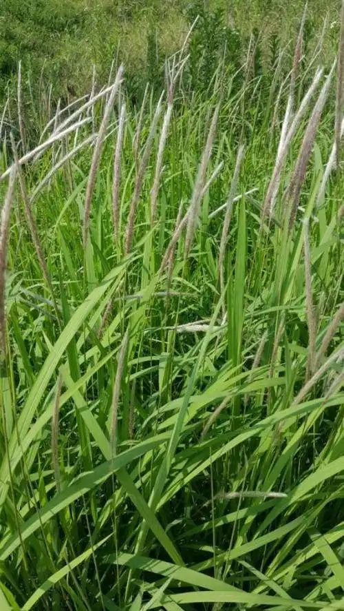 现挖野生新鲜白茅根 茅草根甜草根 竹蔗芦根茶白茅根的功