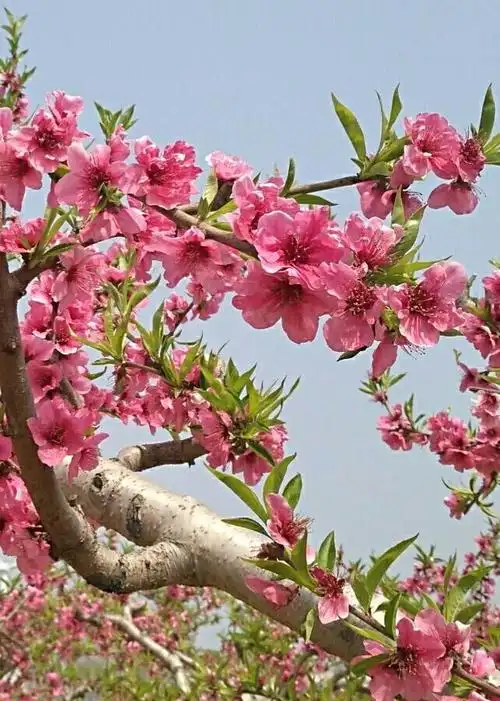 这里的桃花开得非常漂亮,花朵大而且颜色鲜艳,看那满树盛开的桃花,真