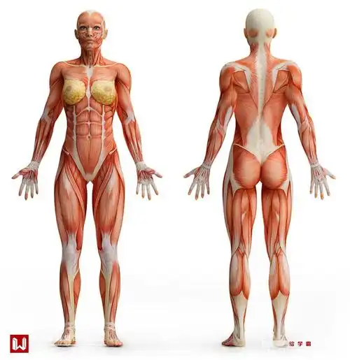 女人体系列丨高冷体柔妹丨教你画女人体丨ps板绘