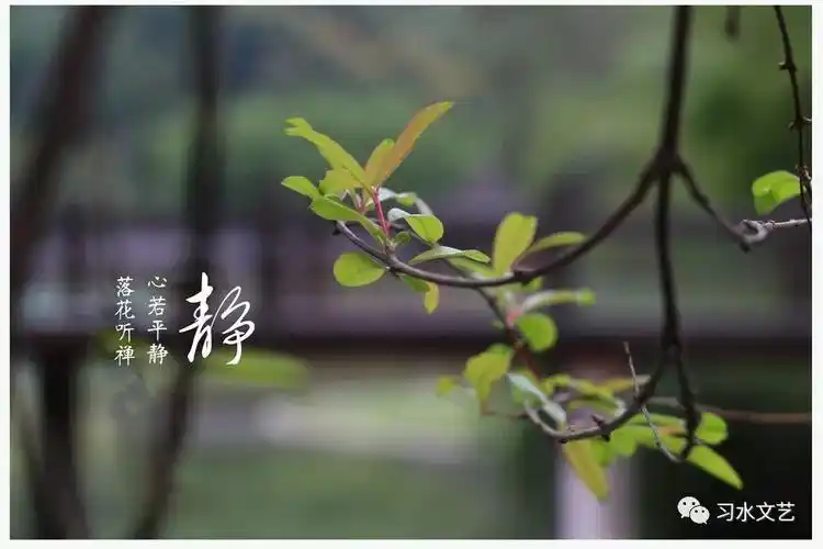 诗歌赏析我需要这样安静的生活组诗