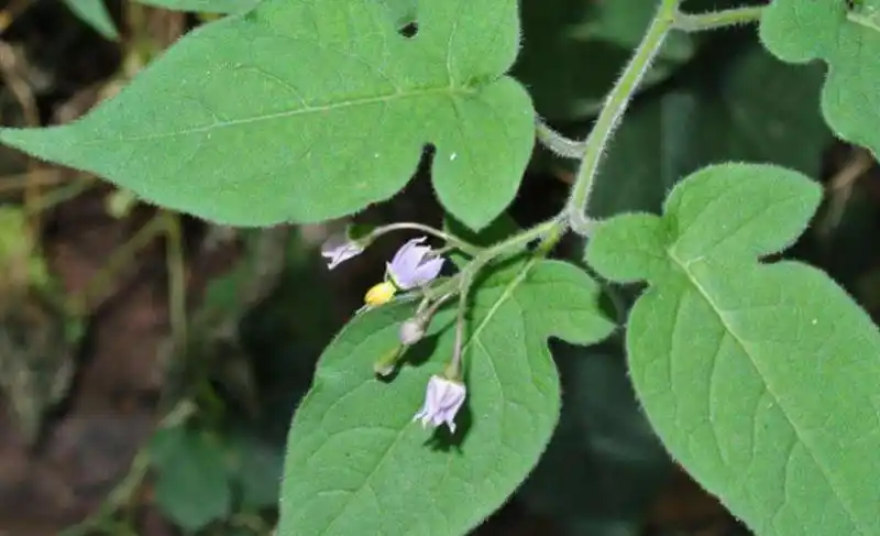 苍耳子泡水有什么功效