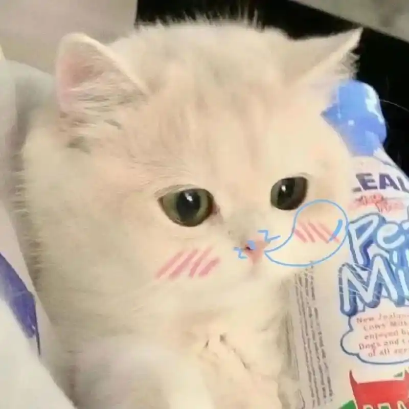 小猫咪头像 超可爱的小猫咪萌宠头像,图片来自堆糖哟