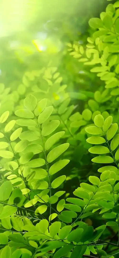 高清壁纸无水印#大自然绿色手机壁纸