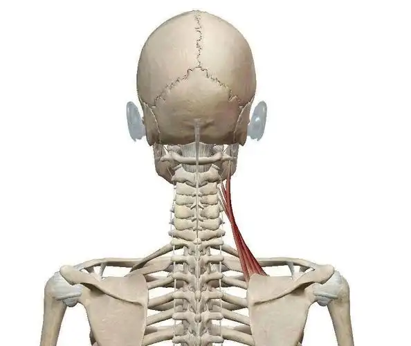 运动功能解剖课程肩胛提肌损伤