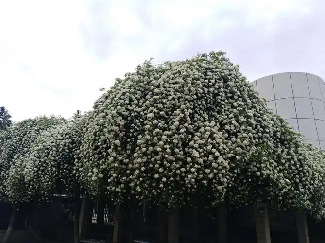 七里香 香气袭人