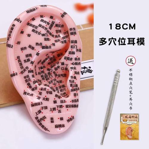 18厘米大耳朵多穴位按摩耳模型硅胶高清反射区家居教学耳朵模型 多