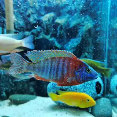 【三湖慈鲷】晒晒鱼,长得快