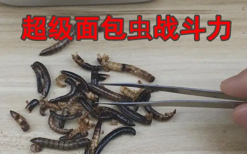 面包虫pk大麦虫,号称"超级面包虫"的大麦虫战斗力如何?