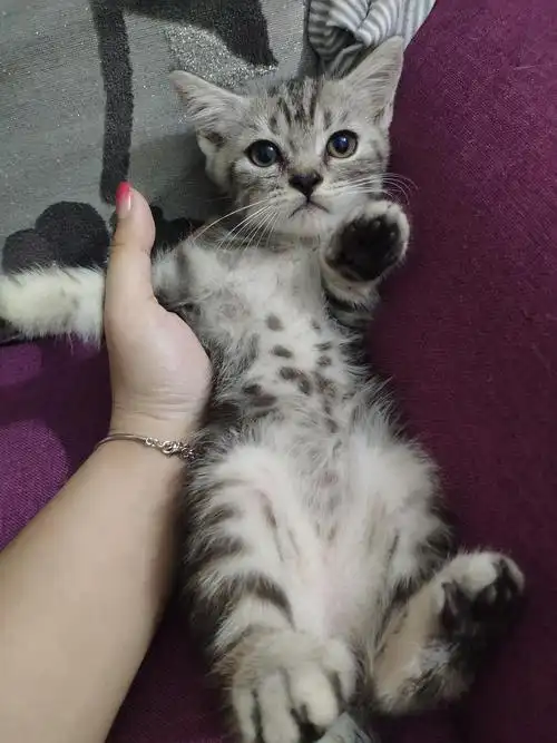 小偿领养,美短串.