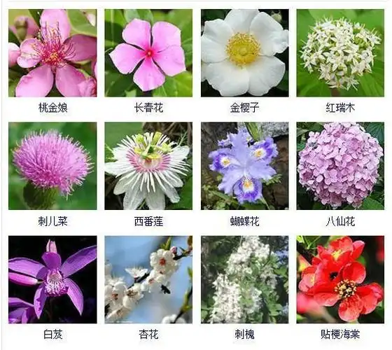 花友们都想拥有的432种常见花名大全可以自己打造一个花园