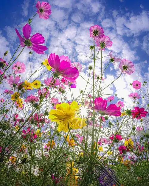 手机拍格桑花照片路边不起眼小花也可以很好看