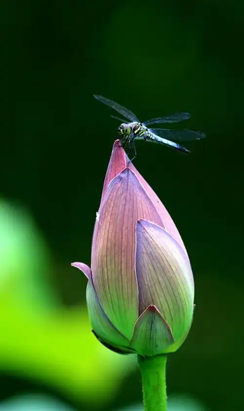 荷花蜻蜓查看大图曝光:1/320 sec光圈:f6.