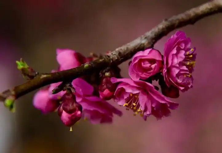 2018,3,29十梅庵随拍,梅花啊!